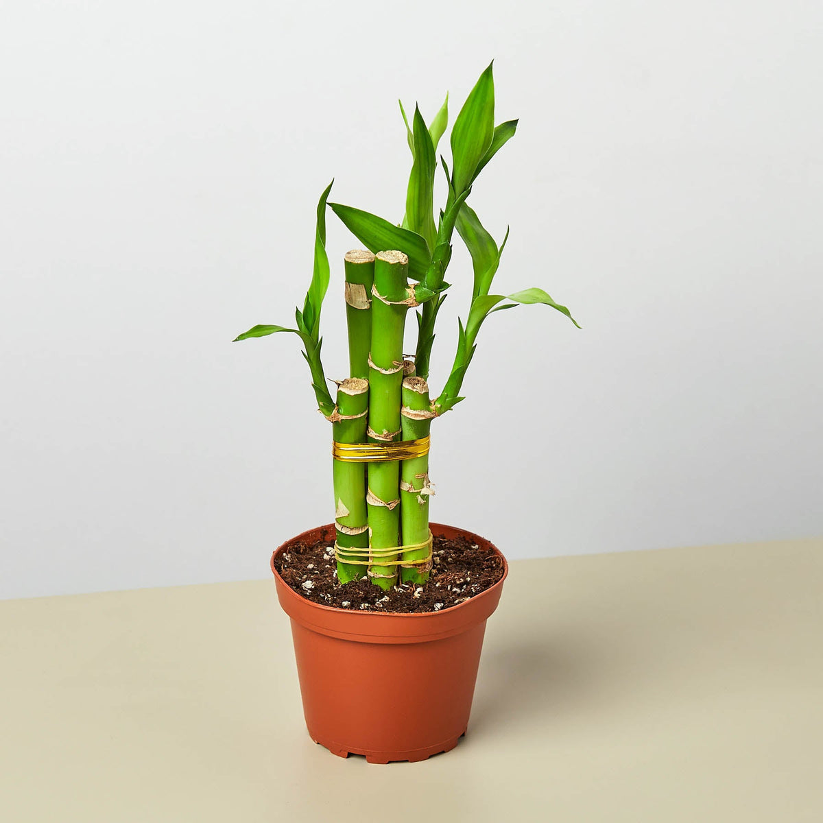 Dracaena 'Lucky Bamboo' - Garden Gets