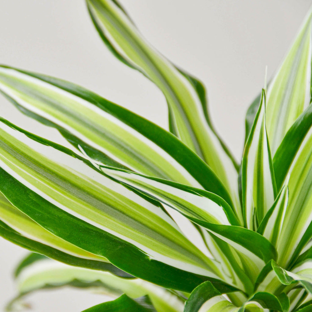 Dracaena 'Malaika' - Garden Gets