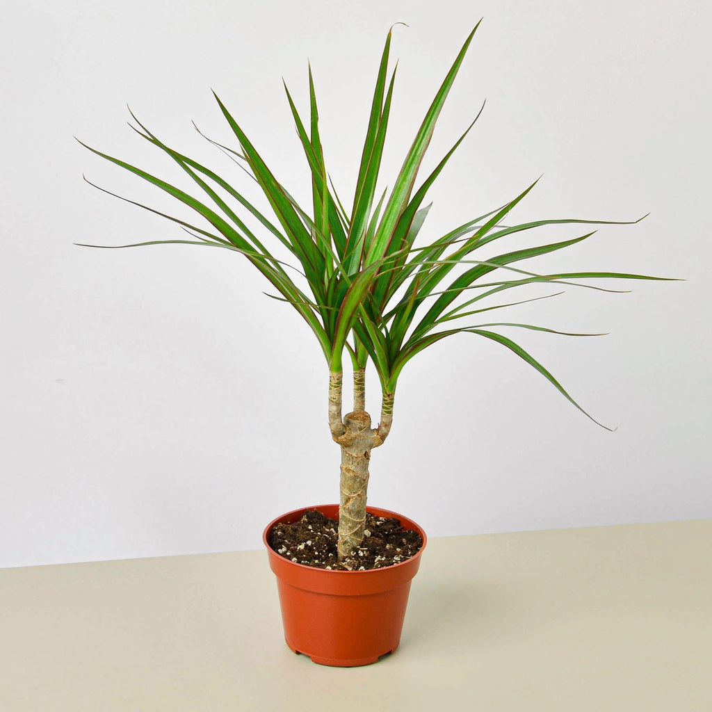Dracaena 'Marginata Cane' - Garden Gets