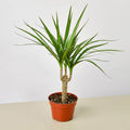 Dracaena 'Marginata Cane' - Garden Gets