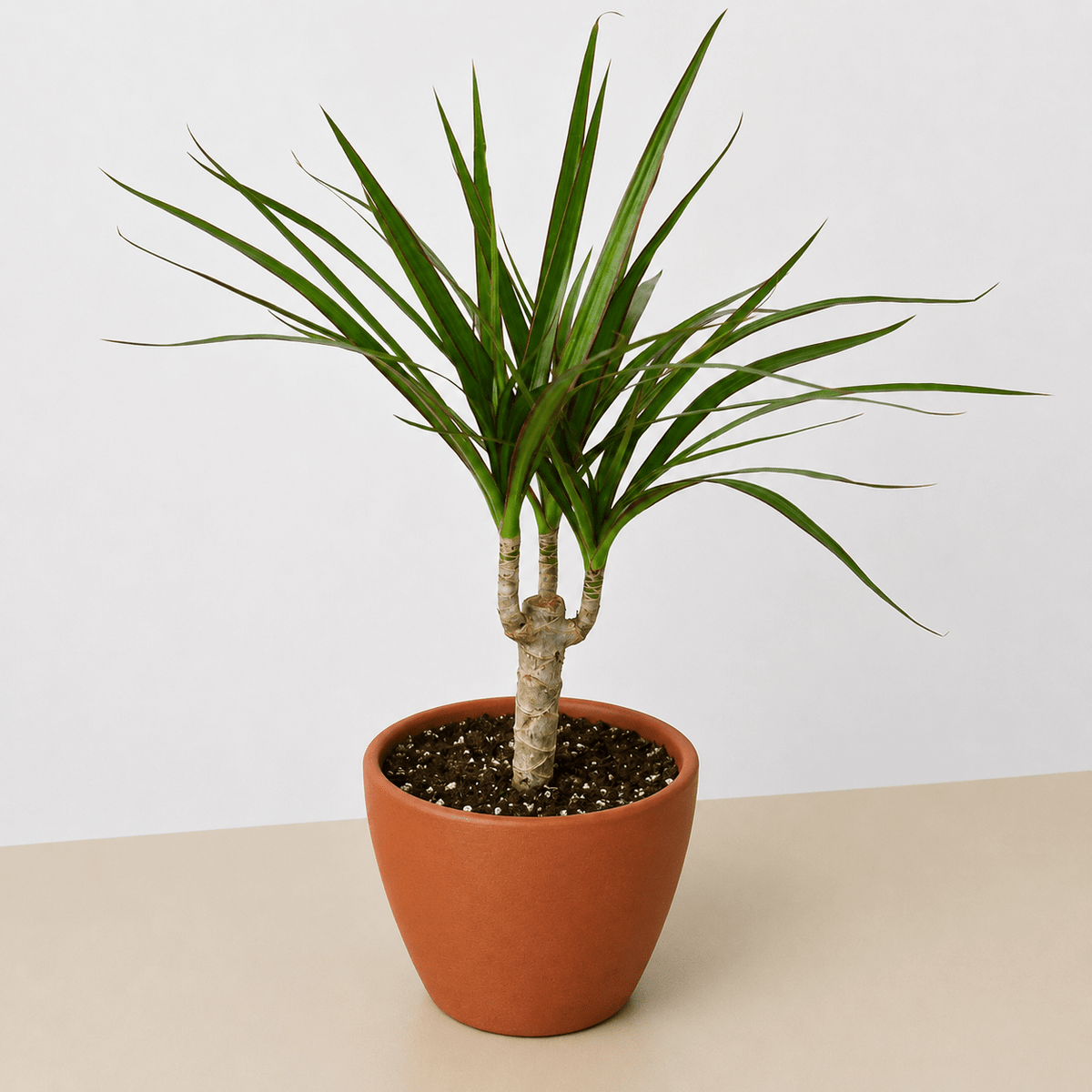 Dracaena 'Marginata Cane' - Garden Gets