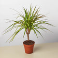 Dracaena Marginata 'Sunshine' - Garden Gets