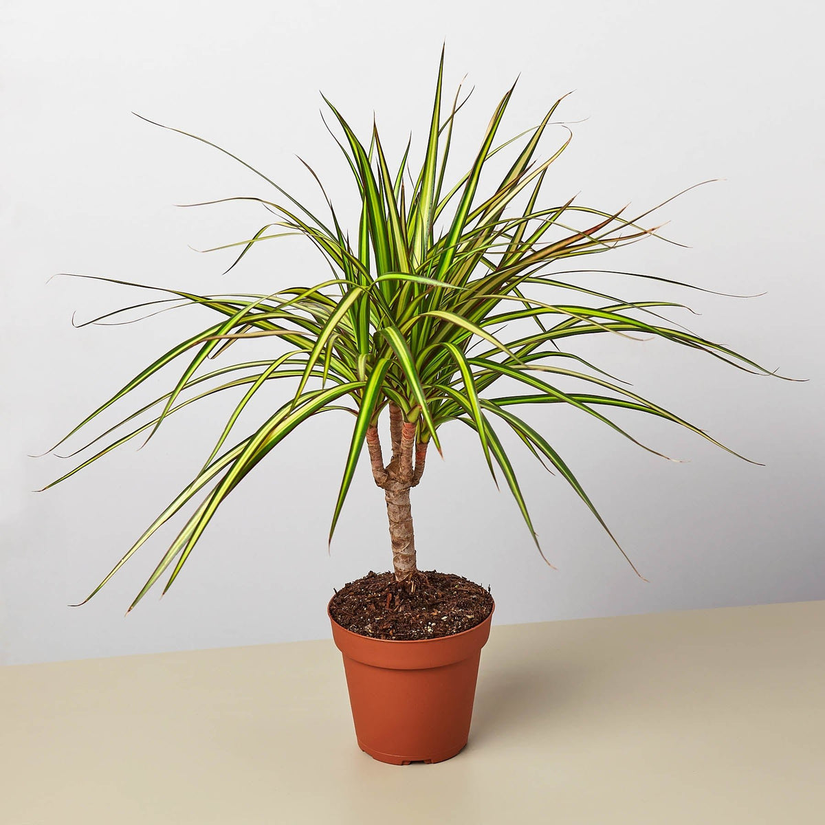 Dracaena Marginata 'Sunshine' - Garden Gets