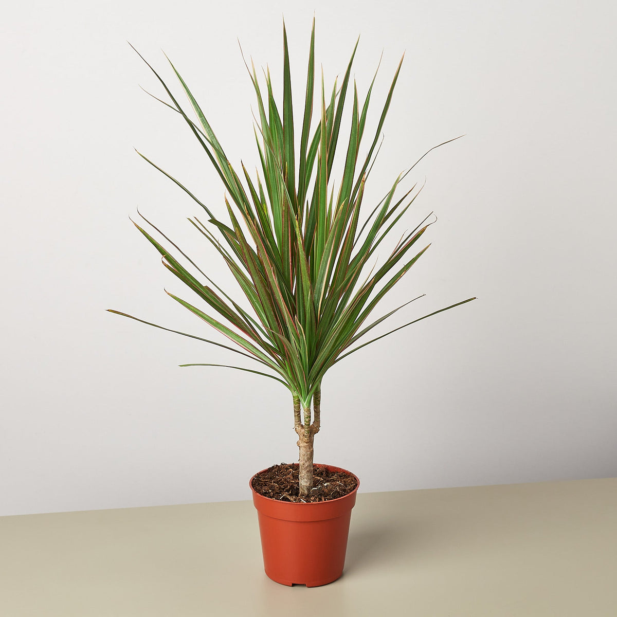 Dracaena 'Red Margined' - Garden Gets