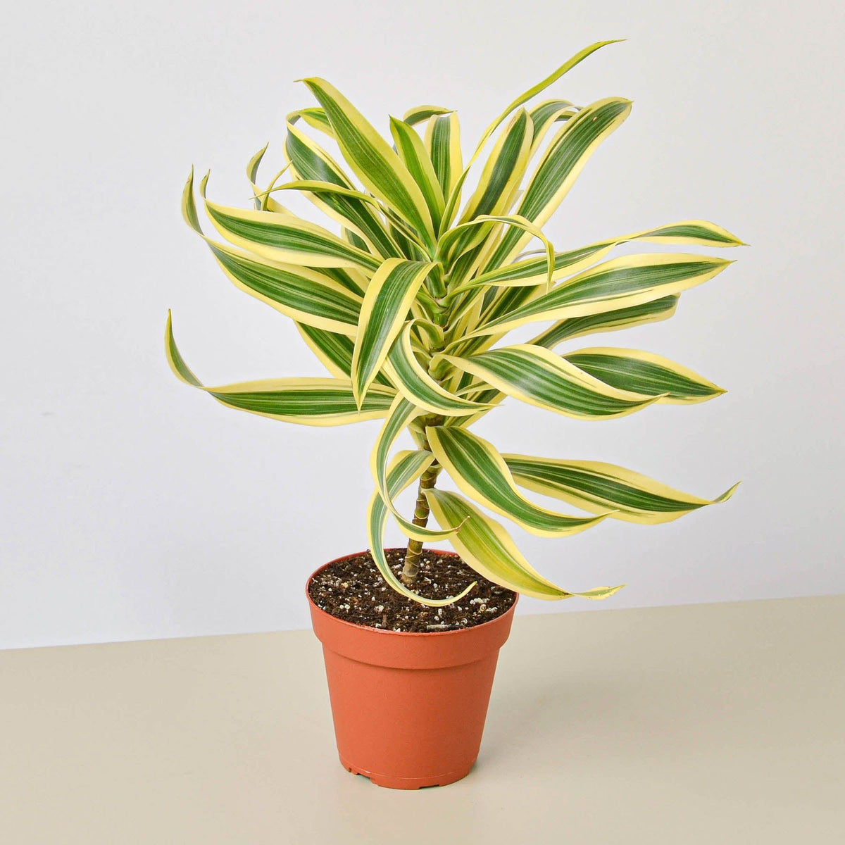 Dracaena Song of India - Garden Gets