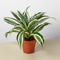 Dracaena Warneckii 'White Jewel' - Garden Gets