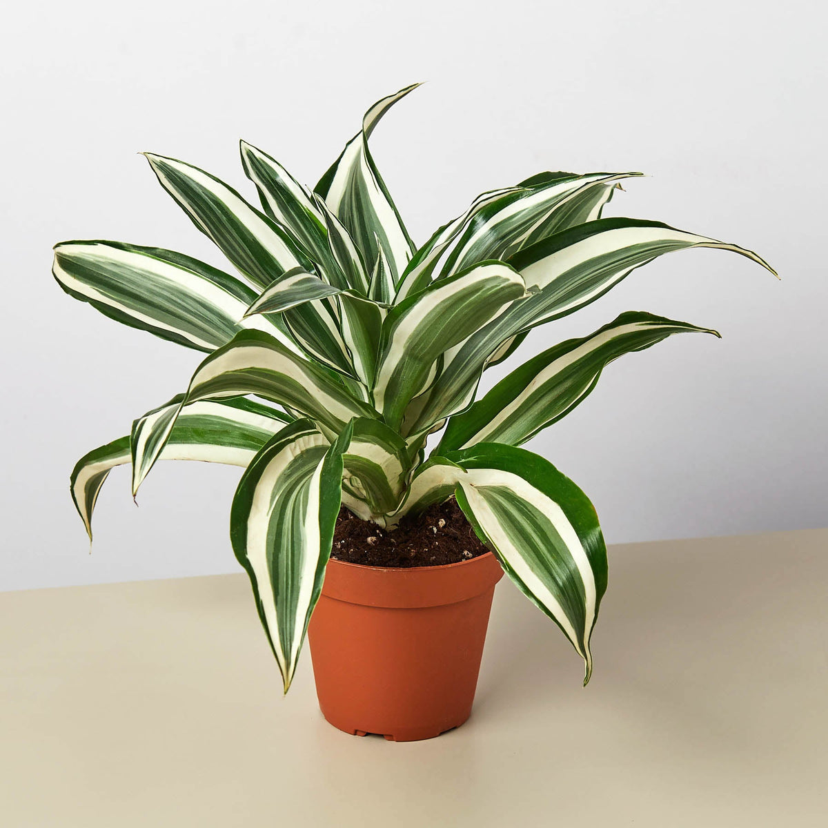 Dracaena Warneckii 'White Jewel' - Garden Gets