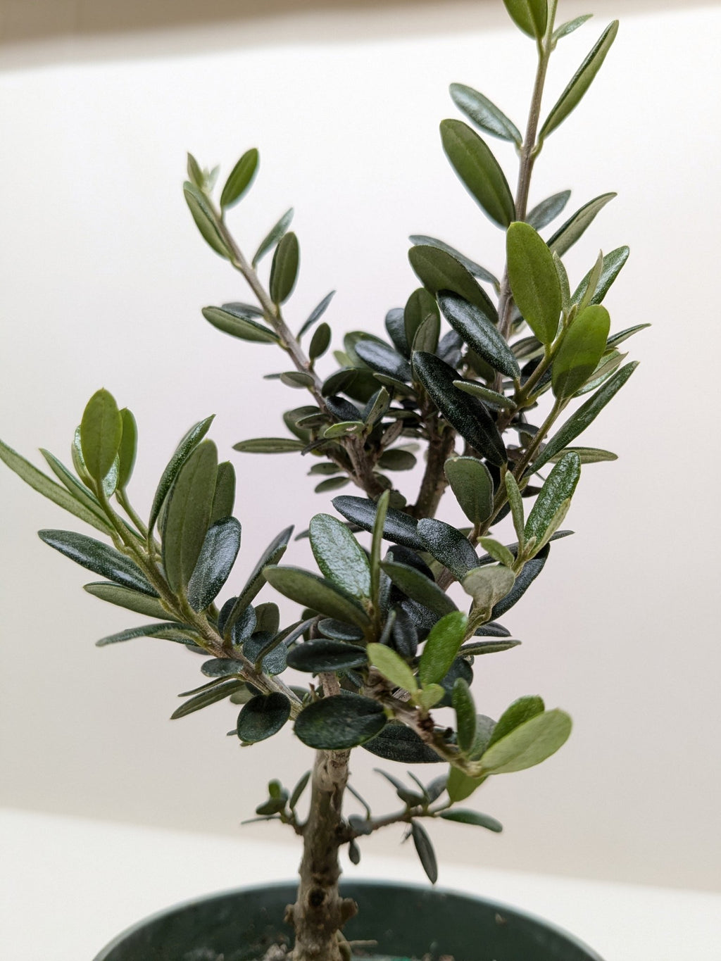Common Olive Tree (Olea europaea) - Garden Gets