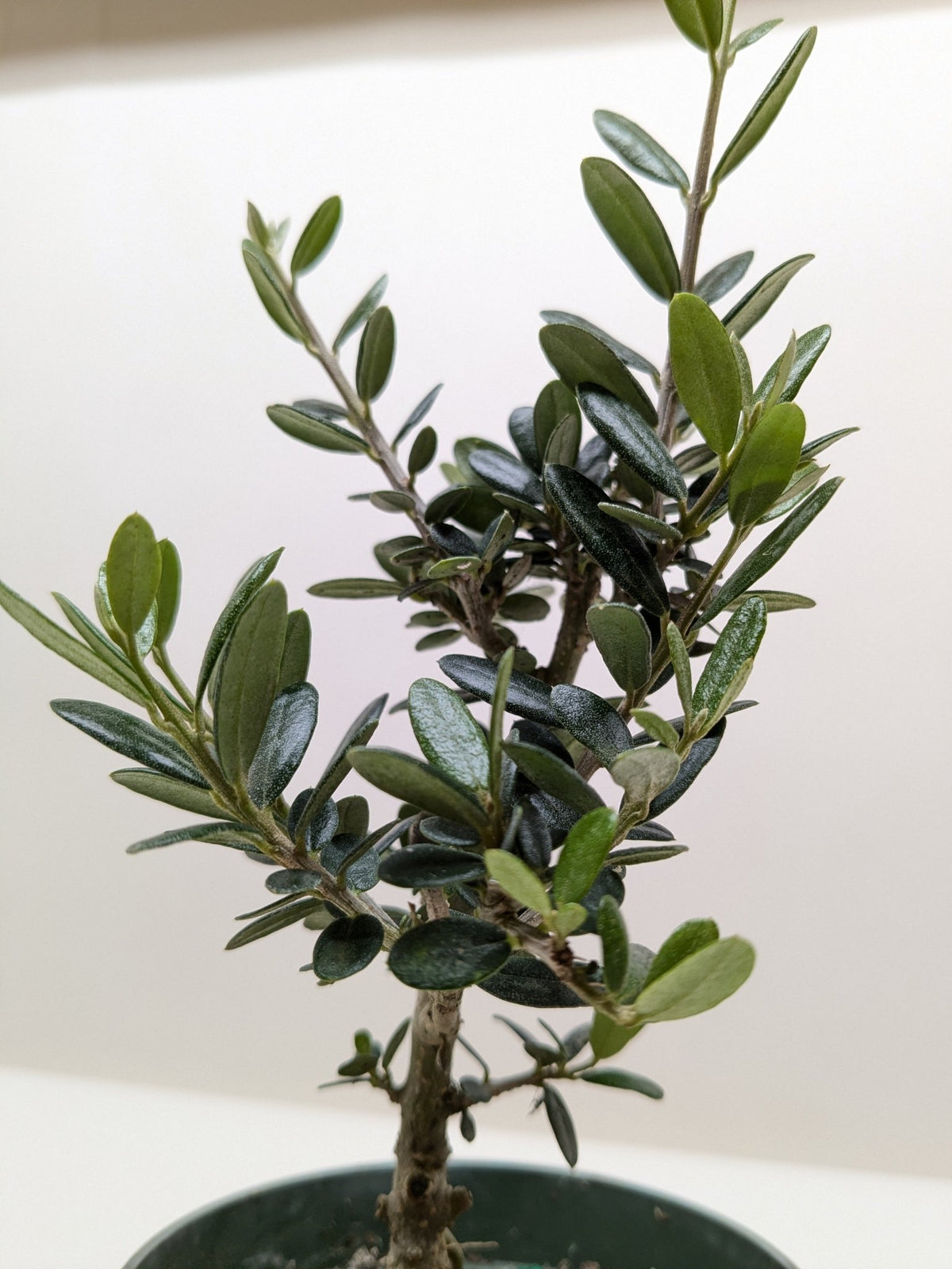 Common Olive Tree (Olea europaea) - Garden Gets