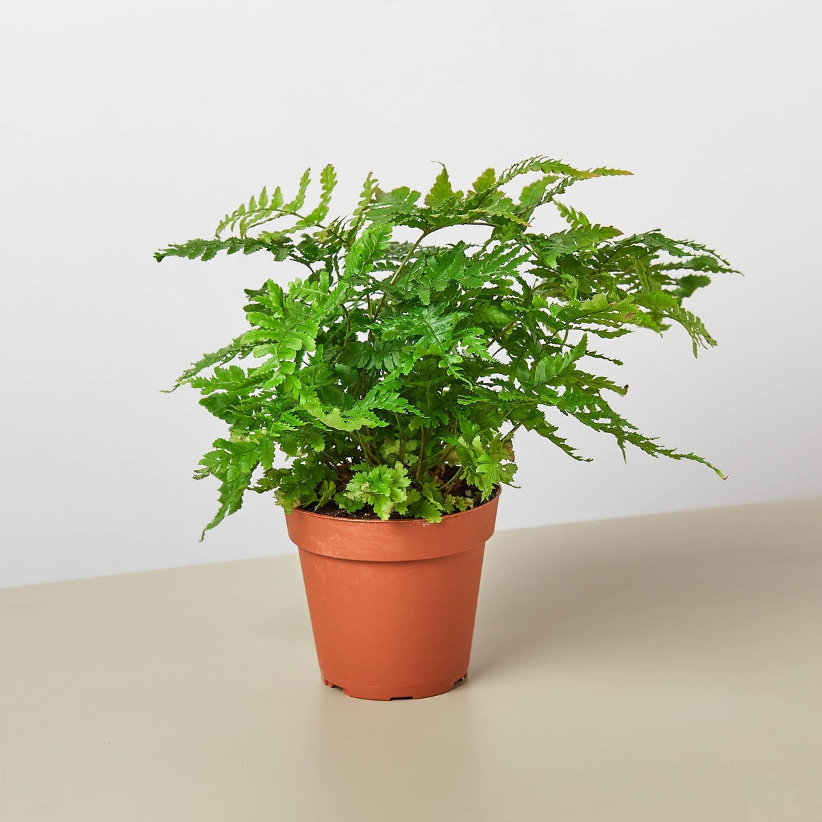 Austral Gem Fern - Garden Gets