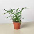 Fern 'Kangaroo Paw' - Garden Gets