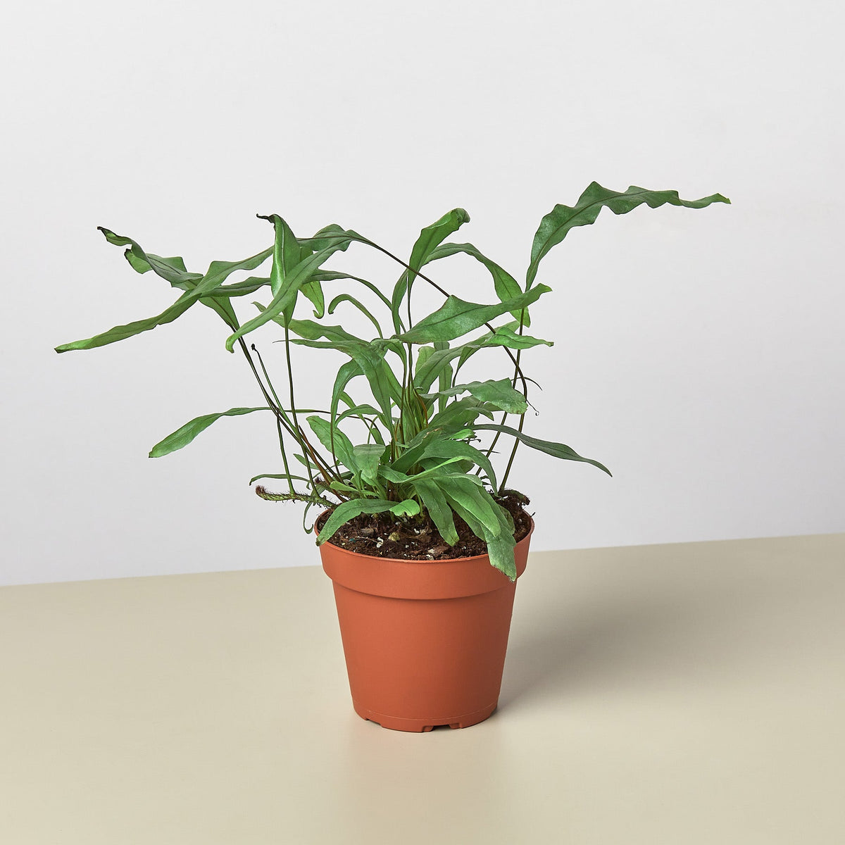 Fern 'Kangaroo Paw' - Garden Gets