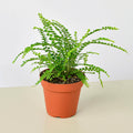 Lemon Button Fern - Garden Gets