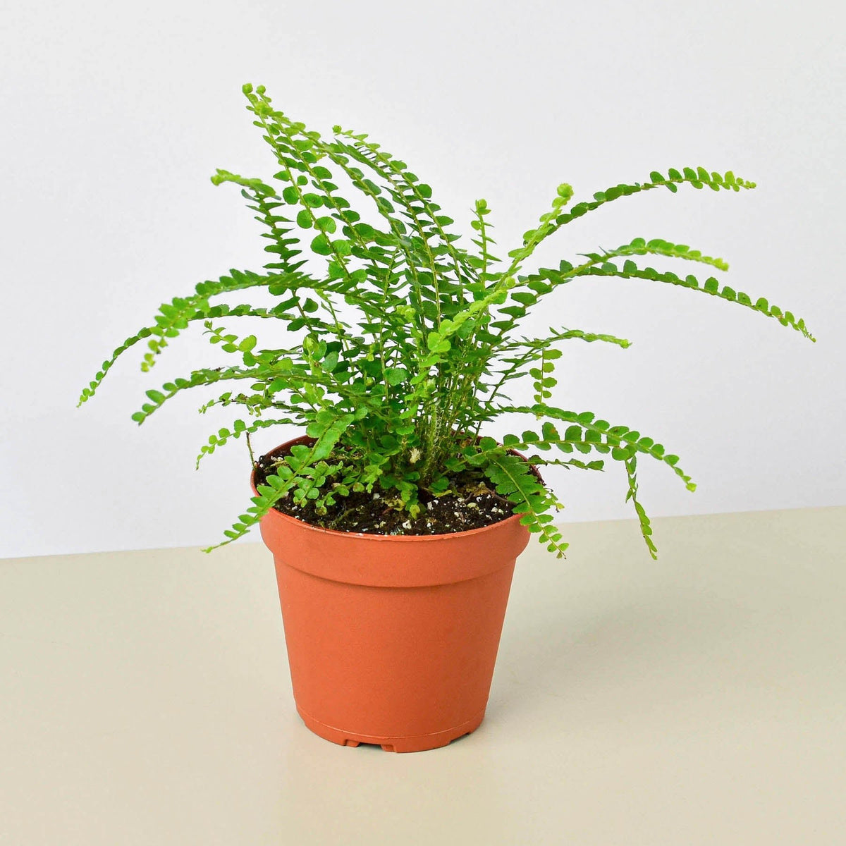 Lemon Button Fern - Garden Gets