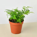 Rabbit's Foot Fern - Garden Gets