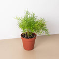 Fern 'Sprengeri' - Garden Gets