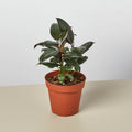 Ficus Elastica 'Burgundy' - Garden Gets