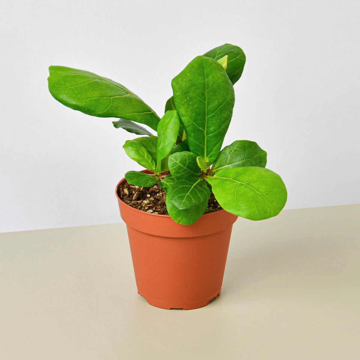 Ficus Lyrata 'Fiddle Leaf Fig' - Garden Gets
