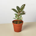 Ficus Elastica 'Tineke' - Garden Gets