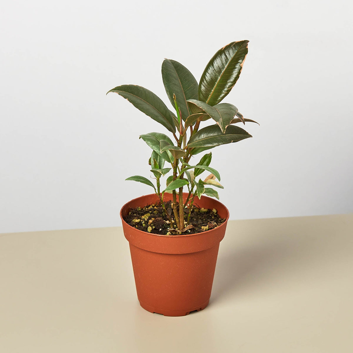 Ficus Elastica 'Tineke' - Garden Gets