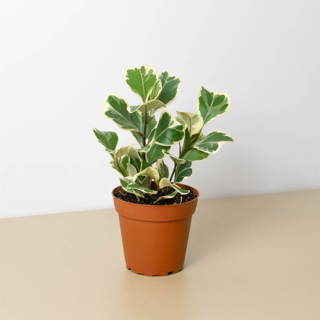 Ficus 'Triangularis Variegated' - Garden Gets