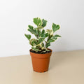 Ficus 'Triangularis Variegated' - Garden Gets