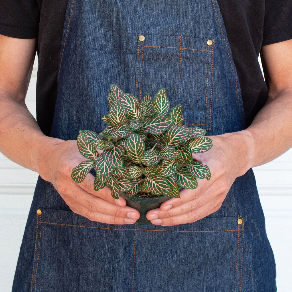 Fittonia 'Pink' - Garden Gets