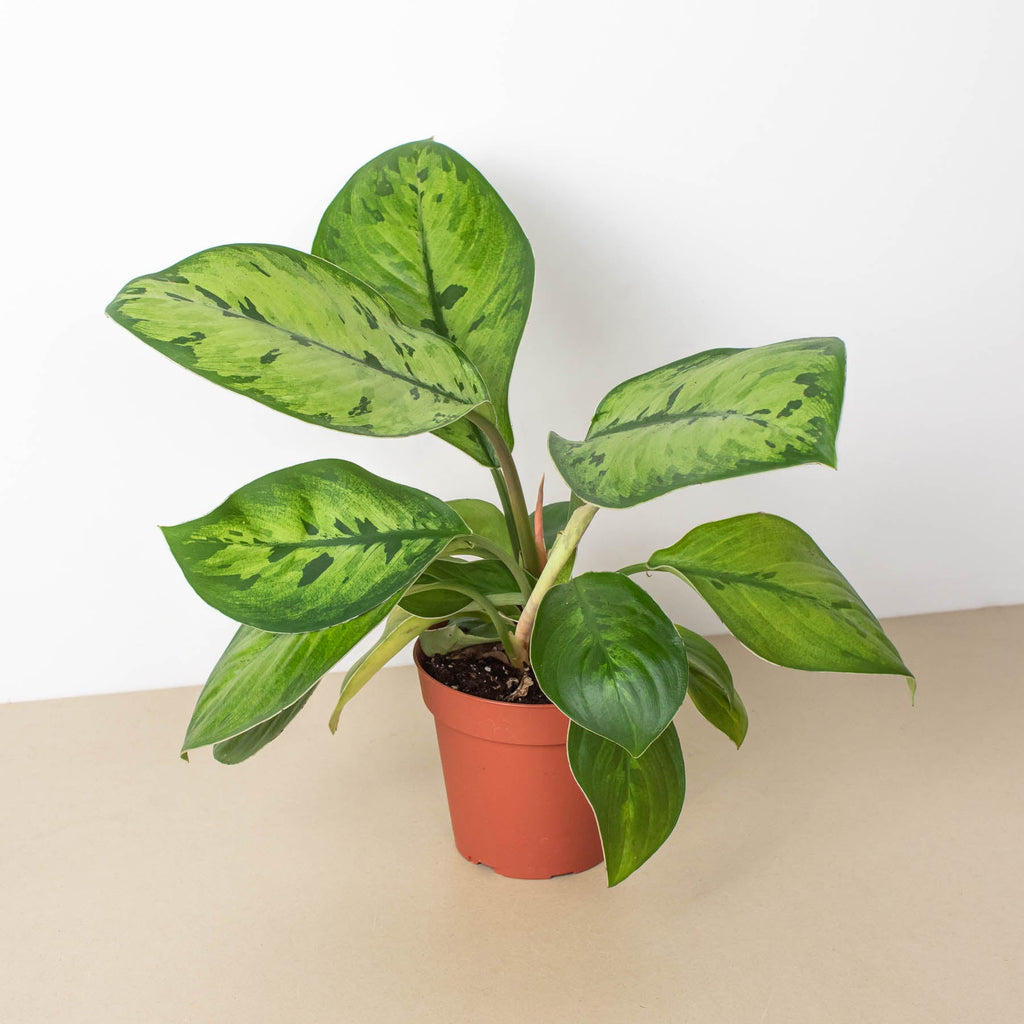 Homalomena 'Selby' - Garden Gets