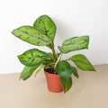 Homalomena 'Selby' - Garden Gets