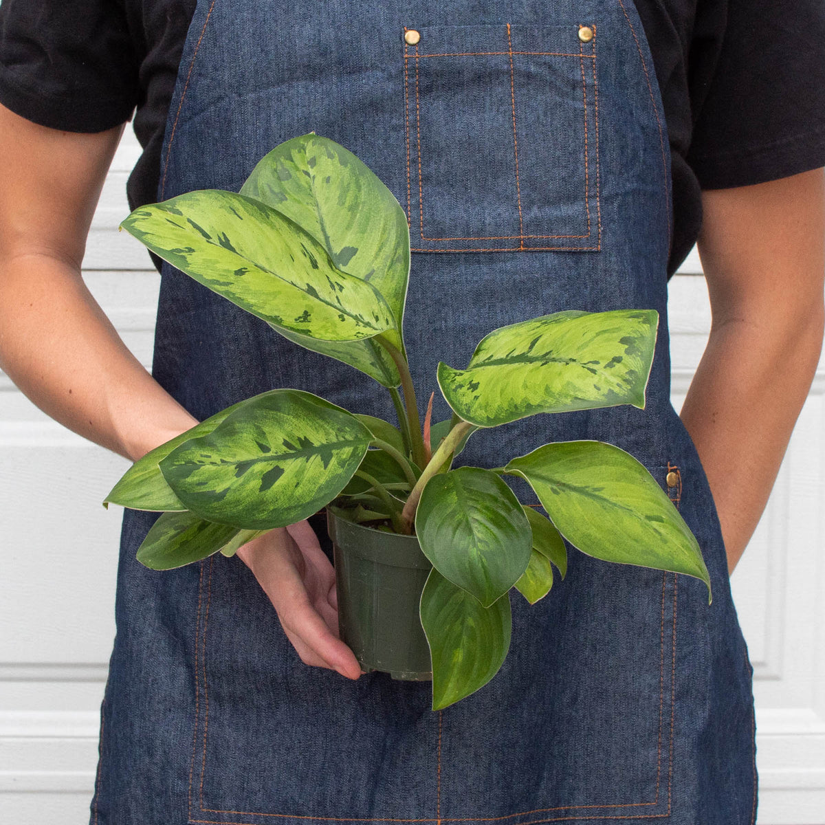Homalomena 'Selby' - Garden Gets