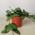 Hoya 'Burtoniae' - Garden Gets