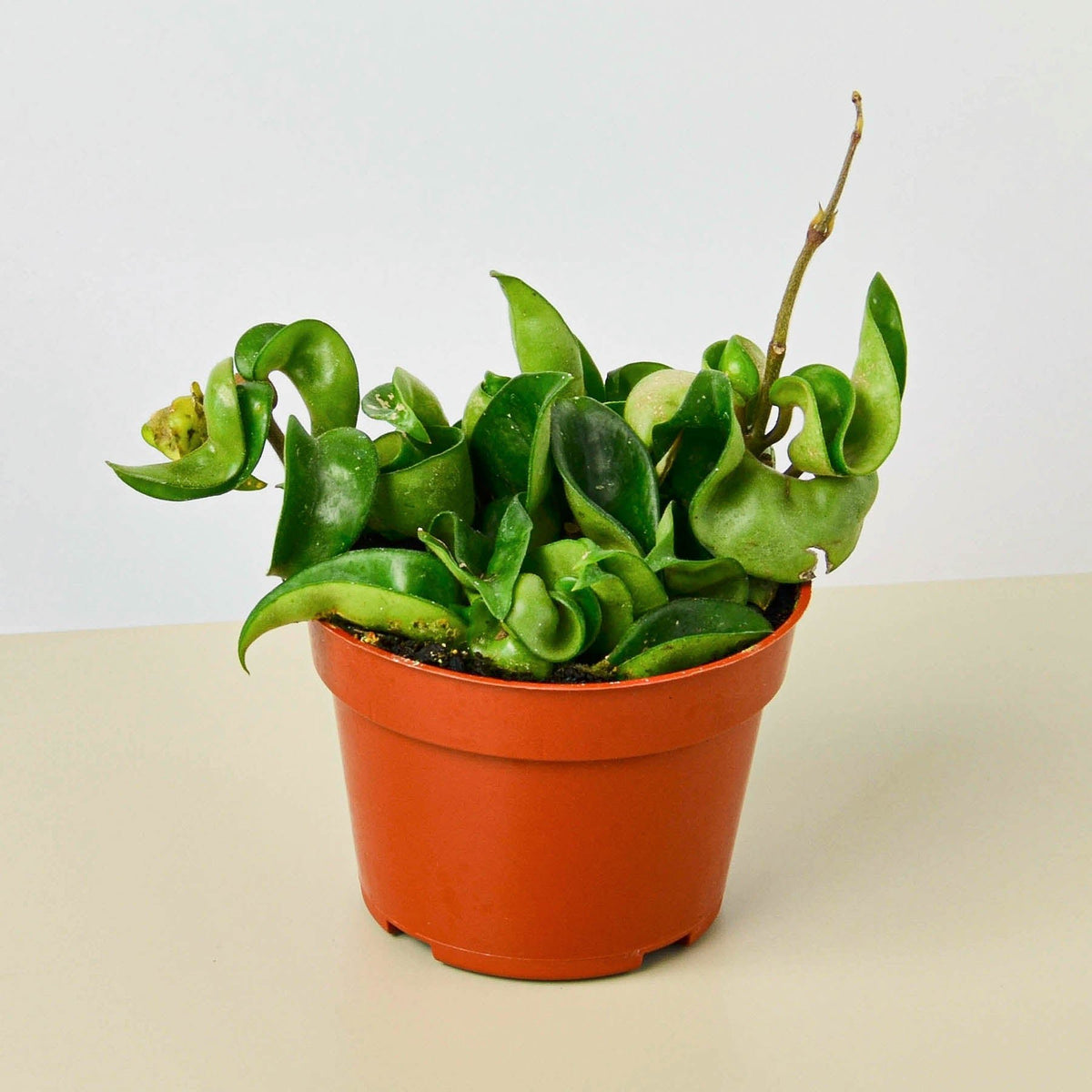 Hoya Rope Plant - Garden Gets