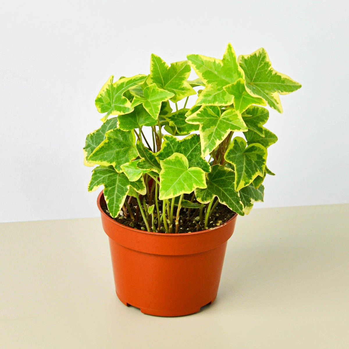 English Ivy 'Gold Child' - Garden Gets