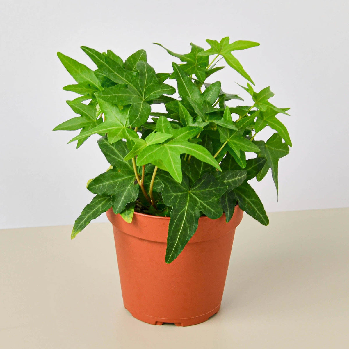 English Ivy 'Green California' - Garden Gets