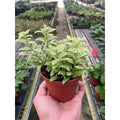 Lipstick 'Bolero Bicolore' - Garden Gets