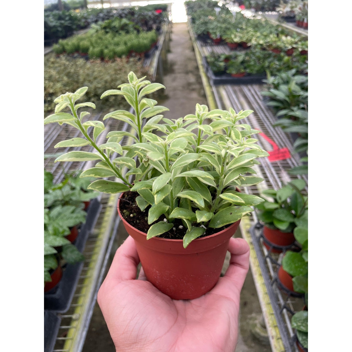 Lipstick 'Bolero Bicolore' - Garden Gets
