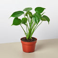 Monstera 'Split-Leaf' - Garden Gets