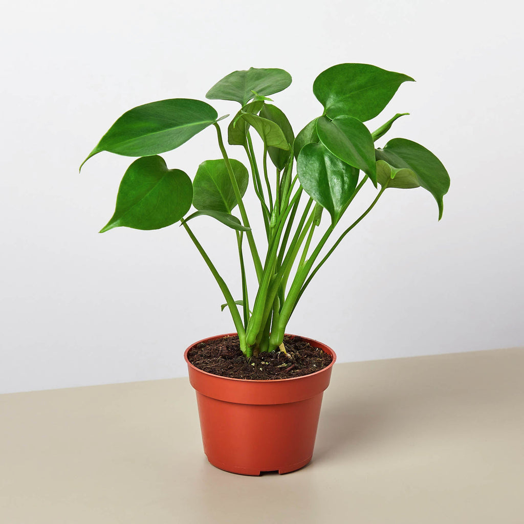 Monstera Bundle - Garden Gets
