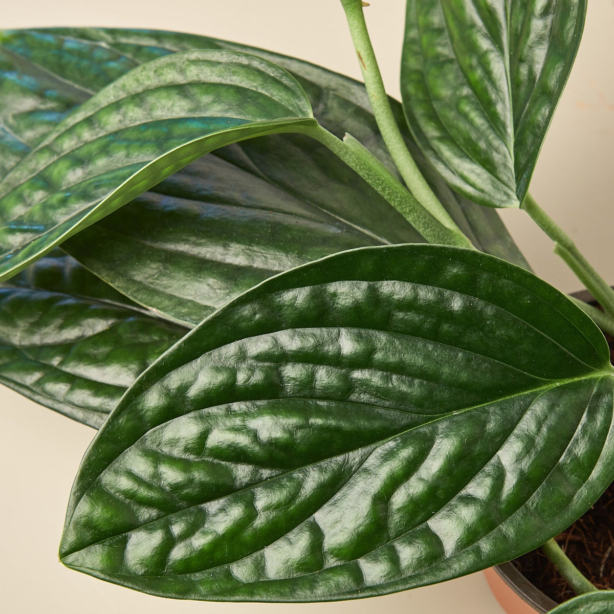 Monstera 'Peru' - Garden Gets