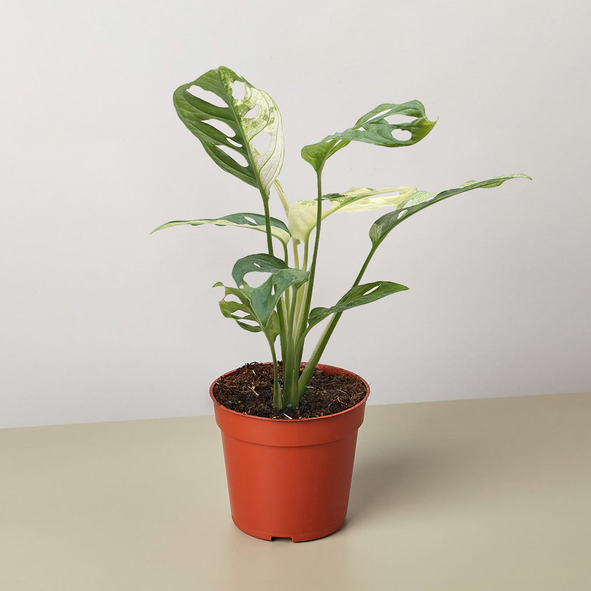 Monstera Adansonii 'Swiss Cheese Variegated' - Garden Gets