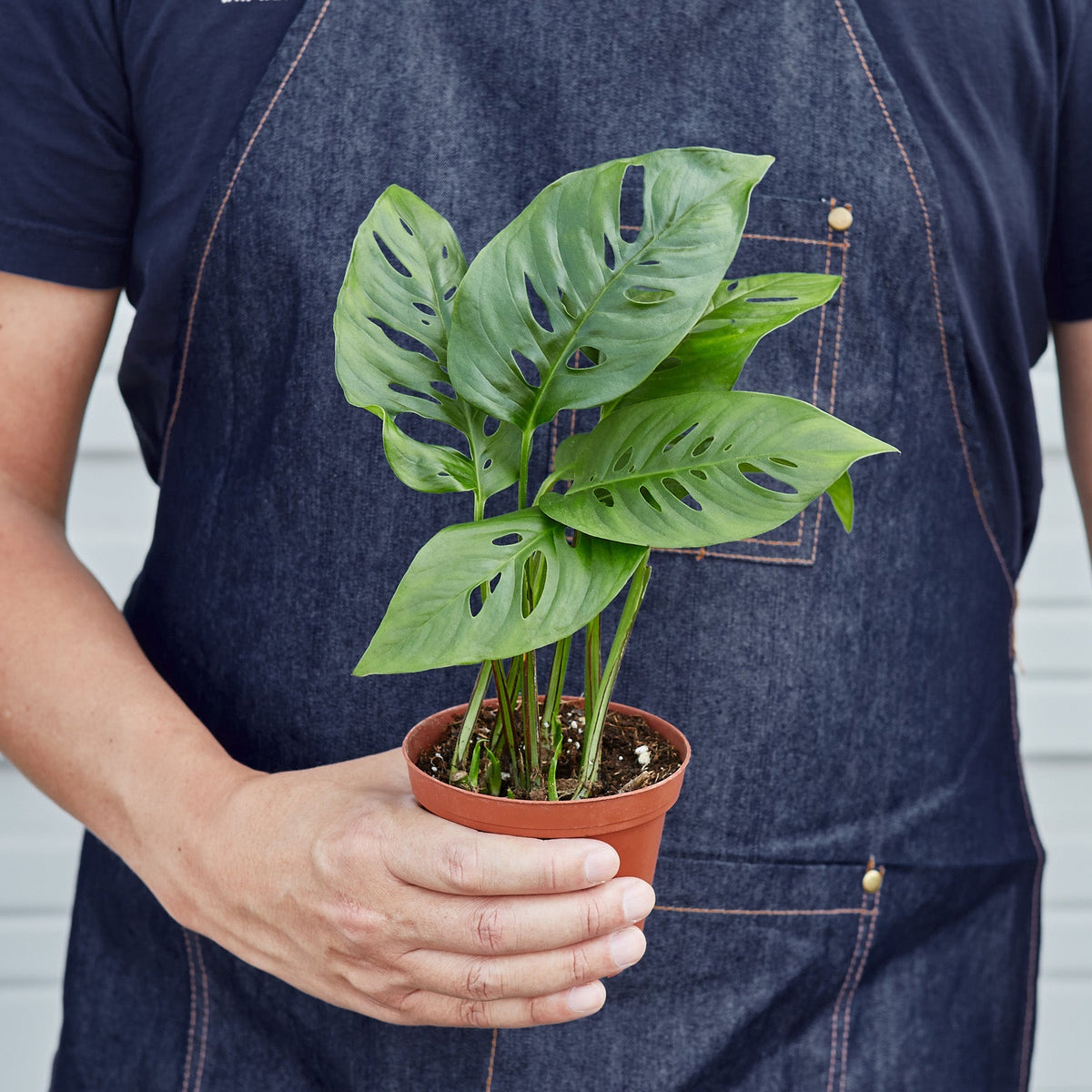 Monstera Adansonii 'Swiss Cheese' - Garden Gets