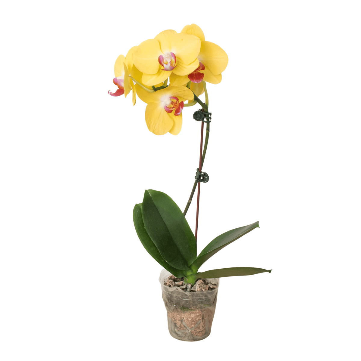 Orchid 'Yellow Phalaenopsis' - Garden Gets