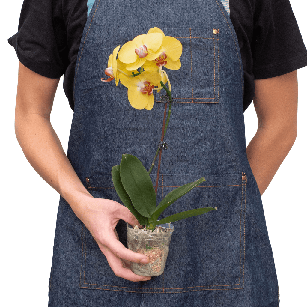 Orchid 'Yellow Phalaenopsis' - Garden Gets
