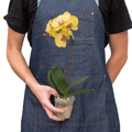 Orchid 'Yellow Phalaenopsis' - Garden Gets