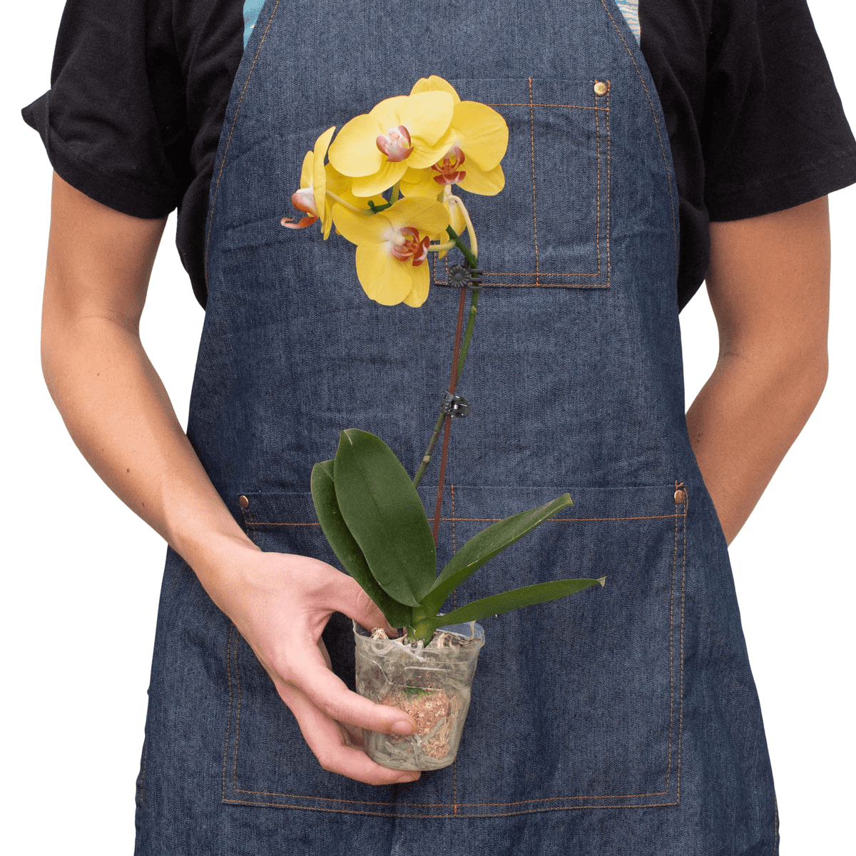 Orchid 'Yellow Phalaenopsis' - Garden Gets