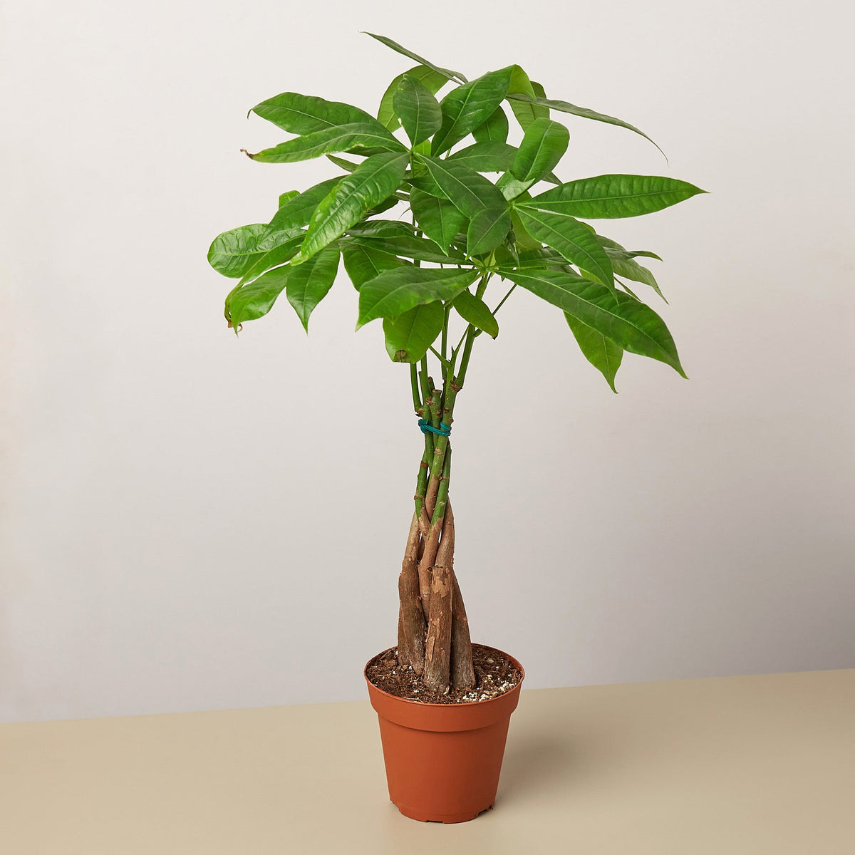Money Tree 'Guiana Chestnut' Pachira Braid - Garden Gets