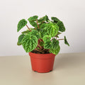 Peperomia 'Ripple' - Garden Gets