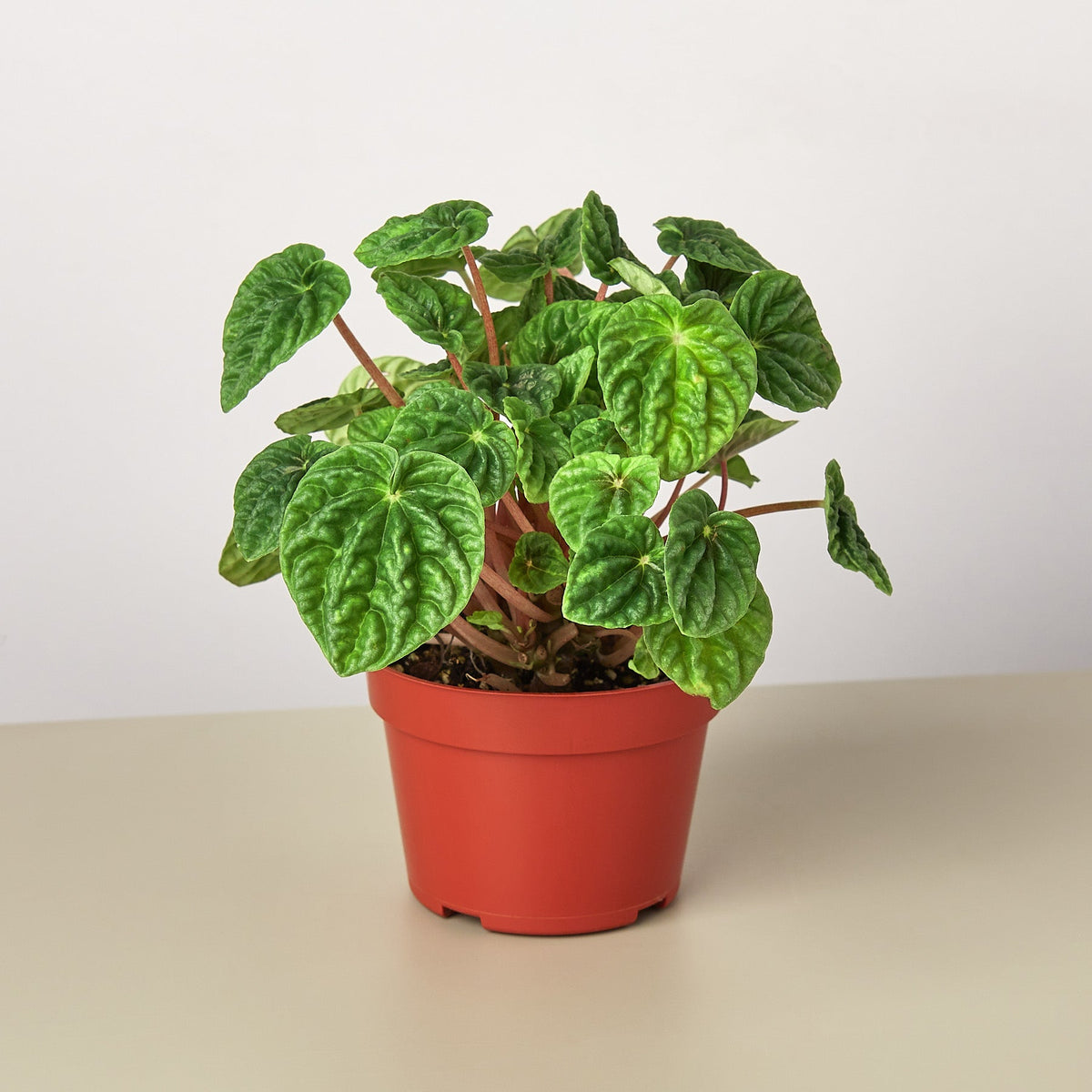 Peperomia 'Ripple' - Garden Gets