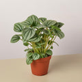 Peperomia 'Frost - Garden Gets