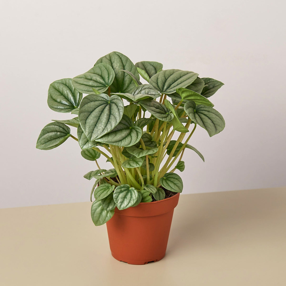 Peperomia 'Frost - Garden Gets